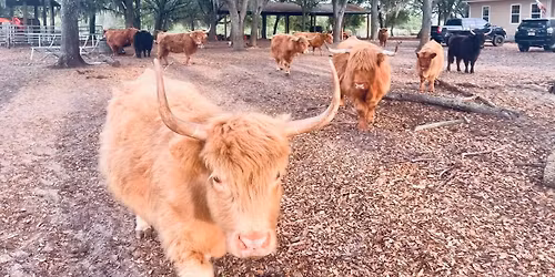 Mini Cow Safari - Pet Highland Cows!