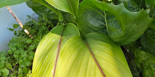 Ormond-Flagler Permaculture Monthly Meet-Up: Turmeric Growing and Using