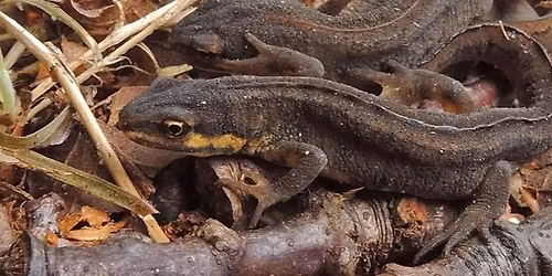 Seasons of Connection \u2013 Nature, Community & Wellbeing: \u2018Mazing Minibeasts