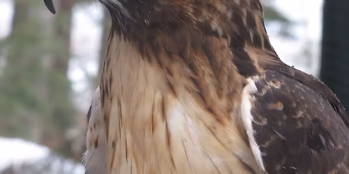 Wildlife Wonderings -- Red-tailed Hawks