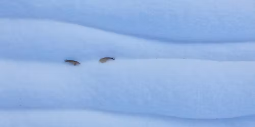 Yule - The Pregnant Pause