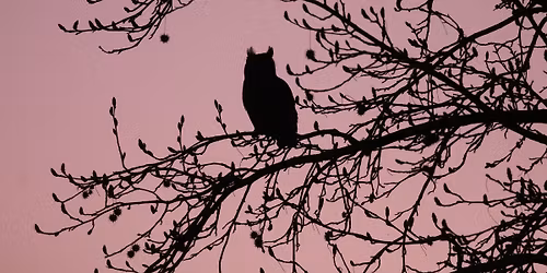 Owl Presentation: How to Find an Owl in Your Neighborhood