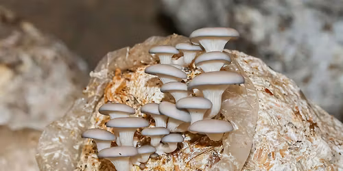 How to Grow Mushrooms Indoors
