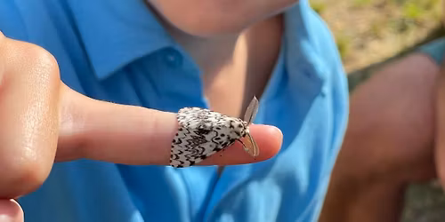 Moth Mania: Discover the fascination world of Moths, Wareham, Dorset