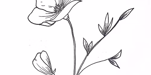 May - Fourth Tuesday : Poppies