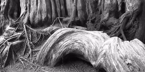 Conf\u00e9rence : \u00ab les arbres mill\u00e9naires \u00bb