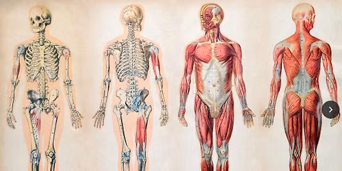 Hands-On Cadaver Lab Workshop for Massage Therapists