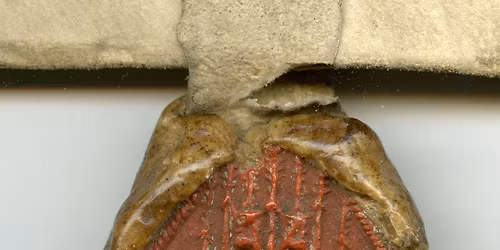  Illuminating the Vale of Virtue: New Light on Perth\u2019s Lost Charterhouse