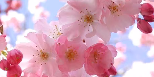 Live Music by Suzanne Buell and Time Traveler