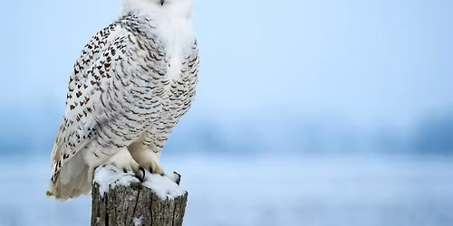 Hedwig The Owl Painting Class