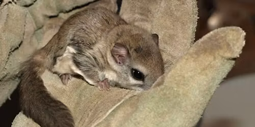 Wildlife Wonderings: Southern Flying Squirrel