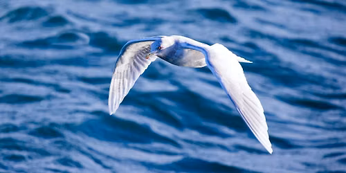 Gulls Gullore