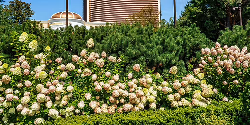 Encore Boston Harbor