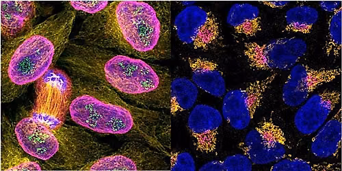 Immunofluorescence Workshop: Make your data glow!