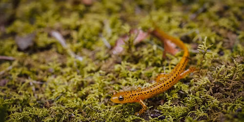 Amphibian Diversity & Biogeography Workshop