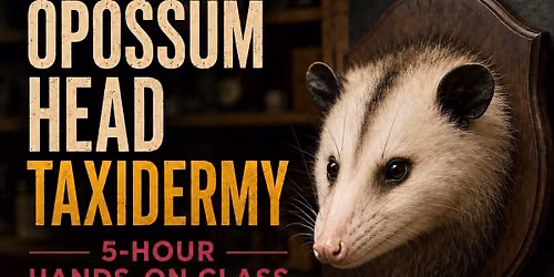 Taxidermy Class- Opossum Head