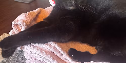 Kitten Rescue Adoption Event