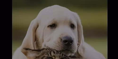 Companion Animal Reiki 2