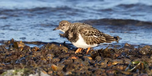 Chesil Winter Birds and a Brew