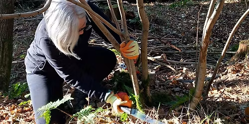 Horsley Woodland Working Day for National Tree Week