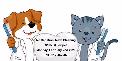 No Sedation Teeth Cleaning