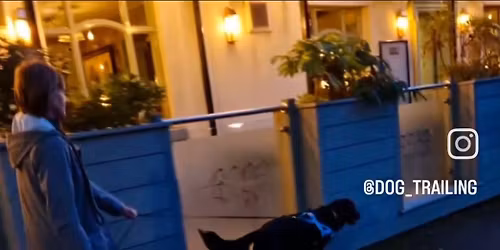 Wilmslow EVENING Trailing Session - Mantrailing