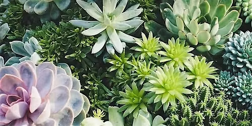 Build a Terrarium: Summer Succulents