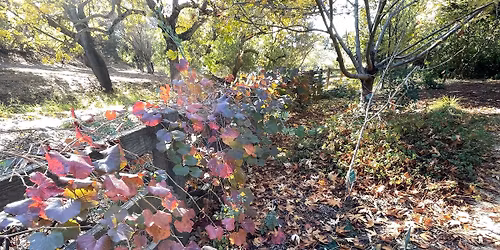 Markham Nature Park, Concord