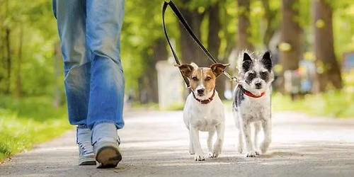 Woof Walk 