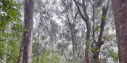 Makawao Forest Reserve - Kahakapao Loop