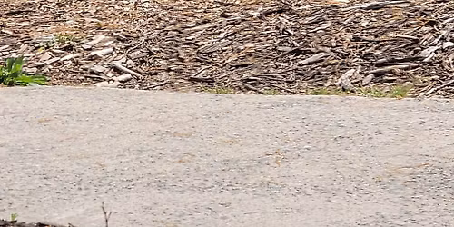 7th annual Cactus Classic