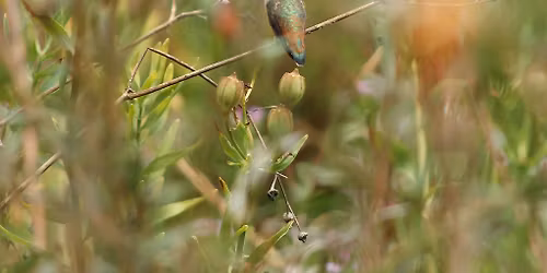 Chapter Meeting and Program