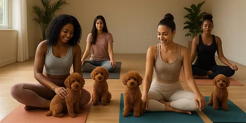 MINDFUL MOMENTS WITH FANCY POODLES