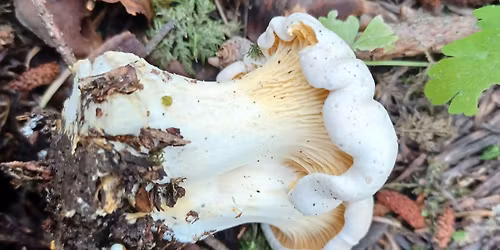 Svampejagt - Dyrehaven - Mushroom hunt