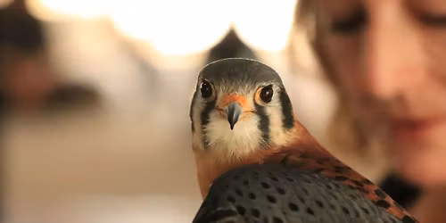 Animal Encounter with Northern Illinois Raptor Rehab and Education