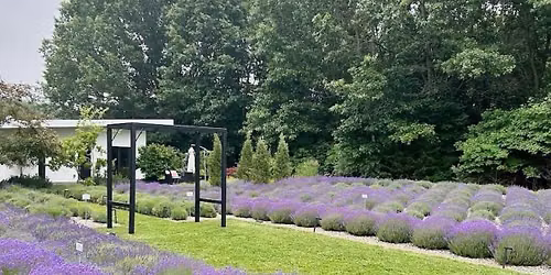 Yoga at Summerhouse Lavender Farm | Sat. 10am