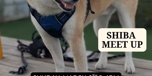 Shiba Meet Up at Dog Bar Sarasota
