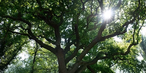 Mother Earth Songs & Sound Bath 