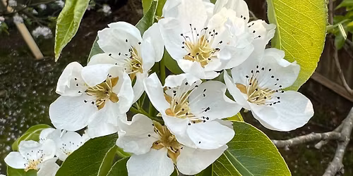 "My Life in Gardening" -Pippa Greenwood