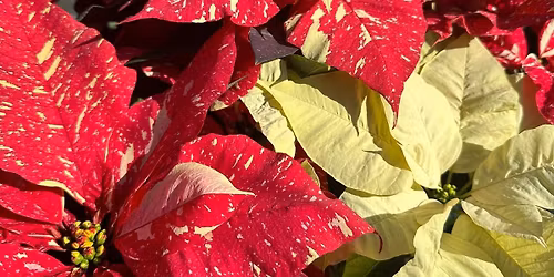 Small Business Saturday