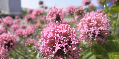 Altdorfer Gartenzauber