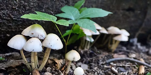 Mushroom Walk