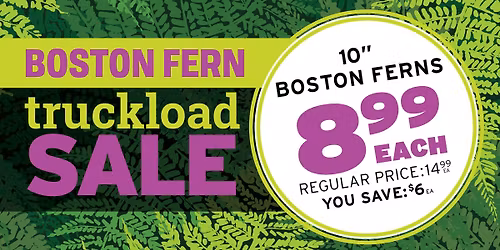 Truckload Fern Sale | Flint, TX 