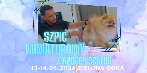 Szpic Miniaturowy z Andrea Scafidi 