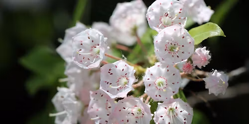 South Monoosnoc Hill Quarry and Mountain Laurel Hike - Steep! (Ages 18+)+