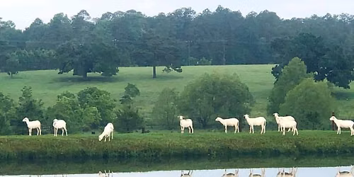 Diane Sobel-Meyer Herding Clinic
