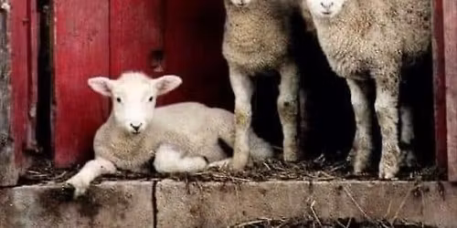 Christmas at the Barn