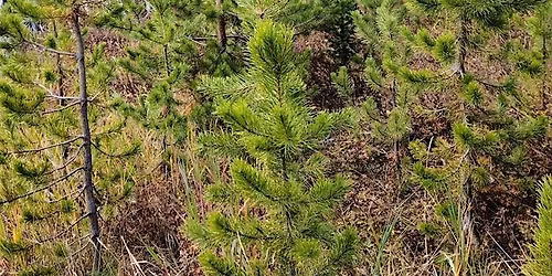 Cut your Own, Charlie Brown Tree