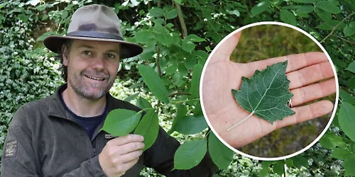 Identifying Native Trees