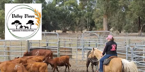 COW PLAY DAY (no obstacles)